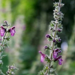 FuturePlanter Wald-Ziest (Stachys Sylvatica)