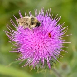 FuturePlanter Gewöhnliche Kratzdistel (Cirsium Vulgare) Alle Pflanzen Im Shop 11 FuturePlanter Gewöhnliche Kratzdistel (Cirsium Vulgare) Alle Pflanzen Im Shop