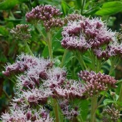 FuturePlanter Alle Pflanzen Im Shop Wasserdost (Eupatorium Cannabinum) 14 FuturePlanter Alle Pflanzen Im Shop Wasserdost (Eupatorium Cannabinum)