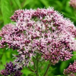 FuturePlanter Alle Pflanzen Im Shop Wasserdost (Eupatorium Cannabinum) 15 FuturePlanter Alle Pflanzen Im Shop Wasserdost (Eupatorium Cannabinum)