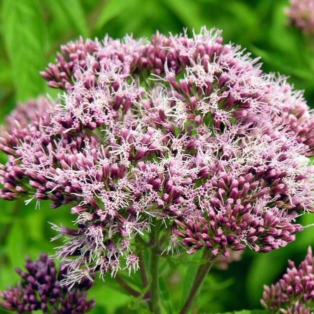 FuturePlanter Alle Pflanzen Im Shop Wasserdost (Eupatorium Cannabinum) 7 FuturePlanter Alle Pflanzen Im Shop Wasserdost (Eupatorium Cannabinum)