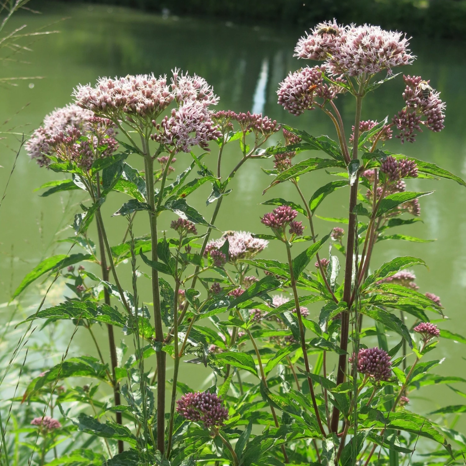 FuturePlanter Alle Pflanzen Im Shop Wasserdost (Eupatorium Cannabinum) 8 FuturePlanter Alle Pflanzen Im Shop Wasserdost (Eupatorium Cannabinum)