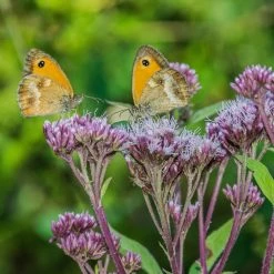FuturePlanter Alle Pflanzen Im Shop Wasserdost (Eupatorium Cannabinum) 12 FuturePlanter Alle Pflanzen Im Shop Wasserdost (Eupatorium Cannabinum)
