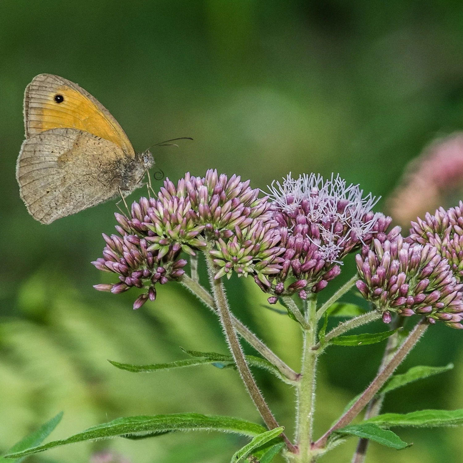 FuturePlanter Alle Pflanzen Im Shop Wasserdost (Eupatorium Cannabinum) 3 FuturePlanter Alle Pflanzen Im Shop Wasserdost (Eupatorium Cannabinum)