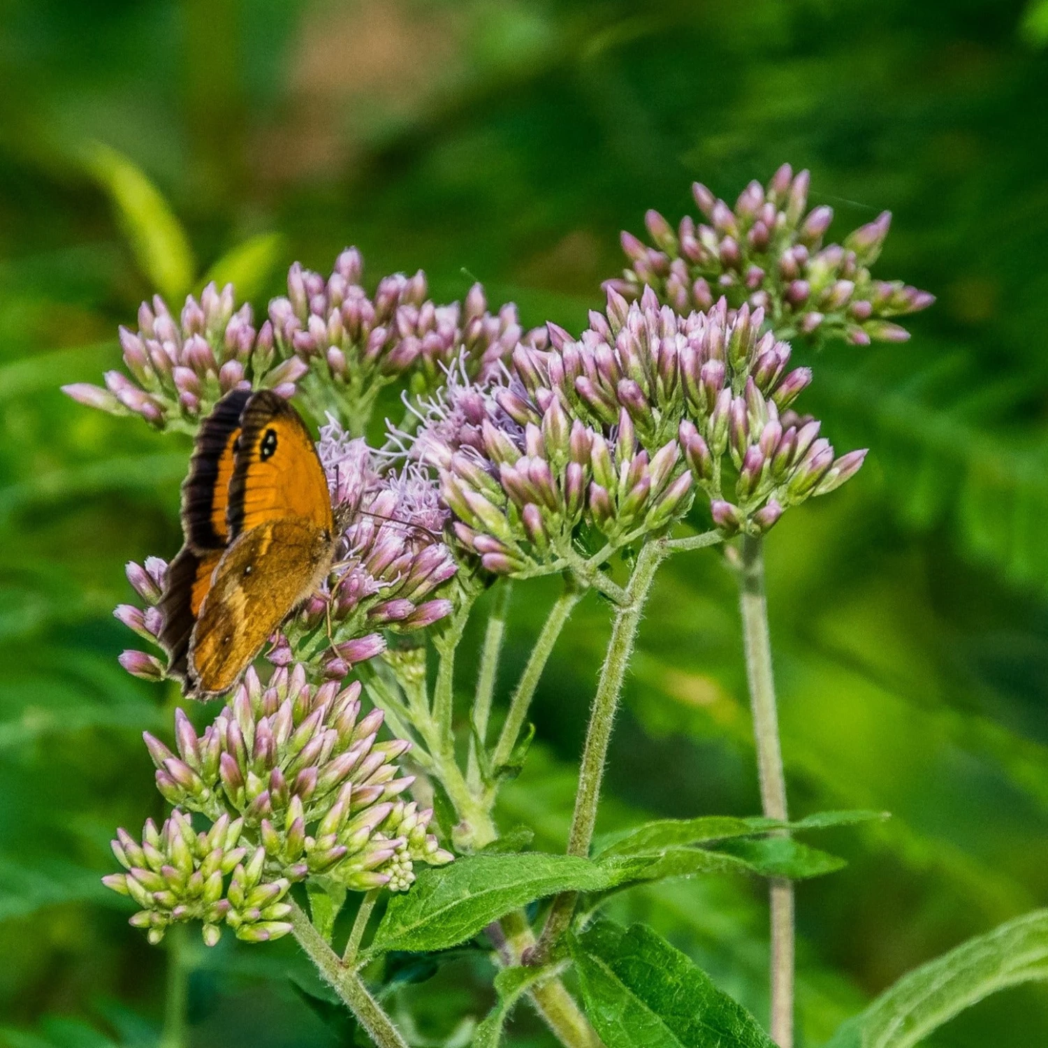 FuturePlanter Alle Pflanzen Im Shop Wasserdost (Eupatorium Cannabinum) 5 FuturePlanter Alle Pflanzen Im Shop Wasserdost (Eupatorium Cannabinum)