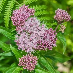 FuturePlanter Alle Pflanzen Im Shop Wasserdost (Eupatorium Cannabinum)