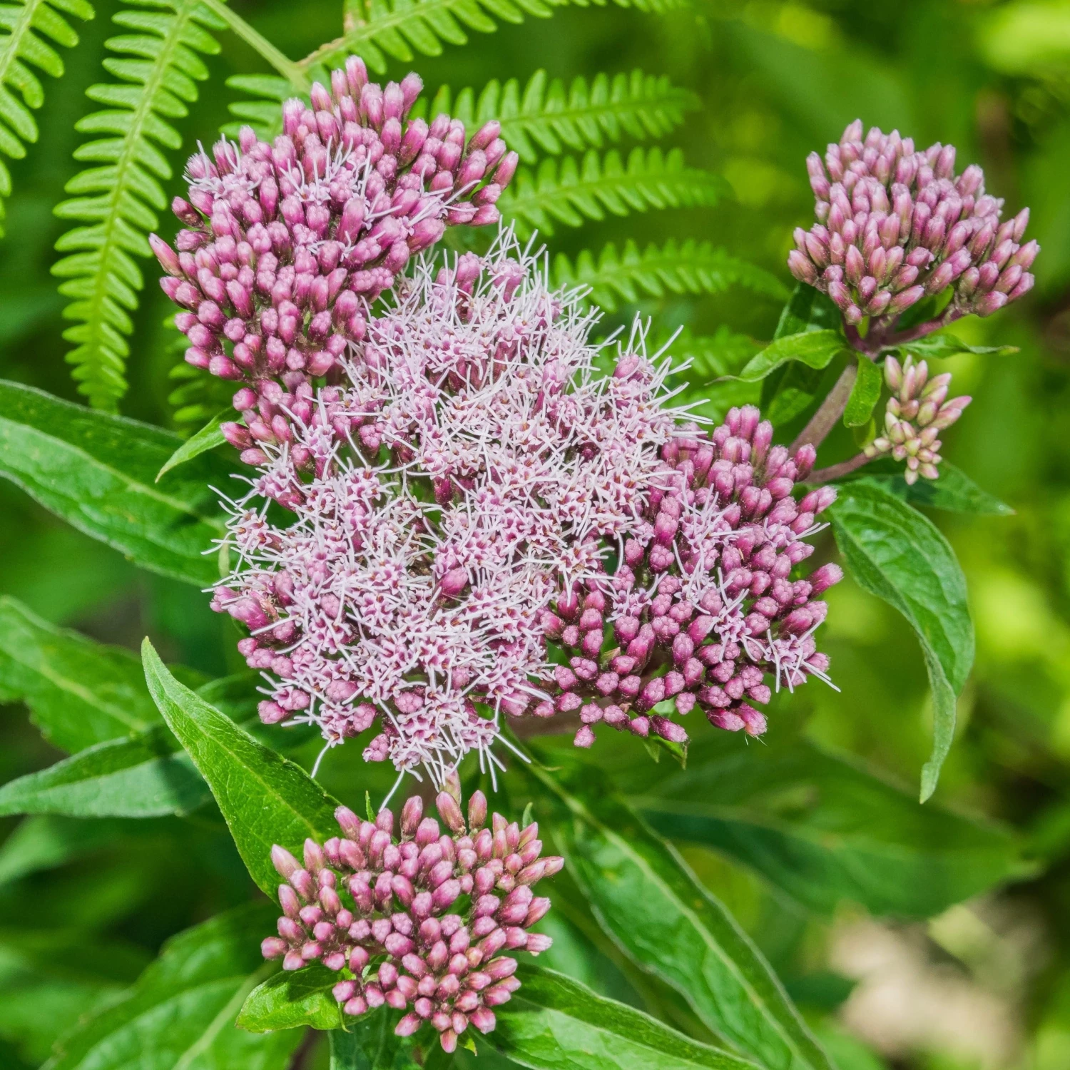 FuturePlanter Alle Pflanzen Im Shop Wasserdost (Eupatorium Cannabinum) 2 FuturePlanter Alle Pflanzen Im Shop Wasserdost (Eupatorium Cannabinum)