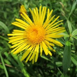 FuturePlanter Weidenblättriger Alant (Inula Salicina)