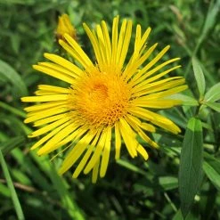 FuturePlanter "Bern Stadt" Wildstauden-Set Alle Pflanzen Im Shop 7 FuturePlanter