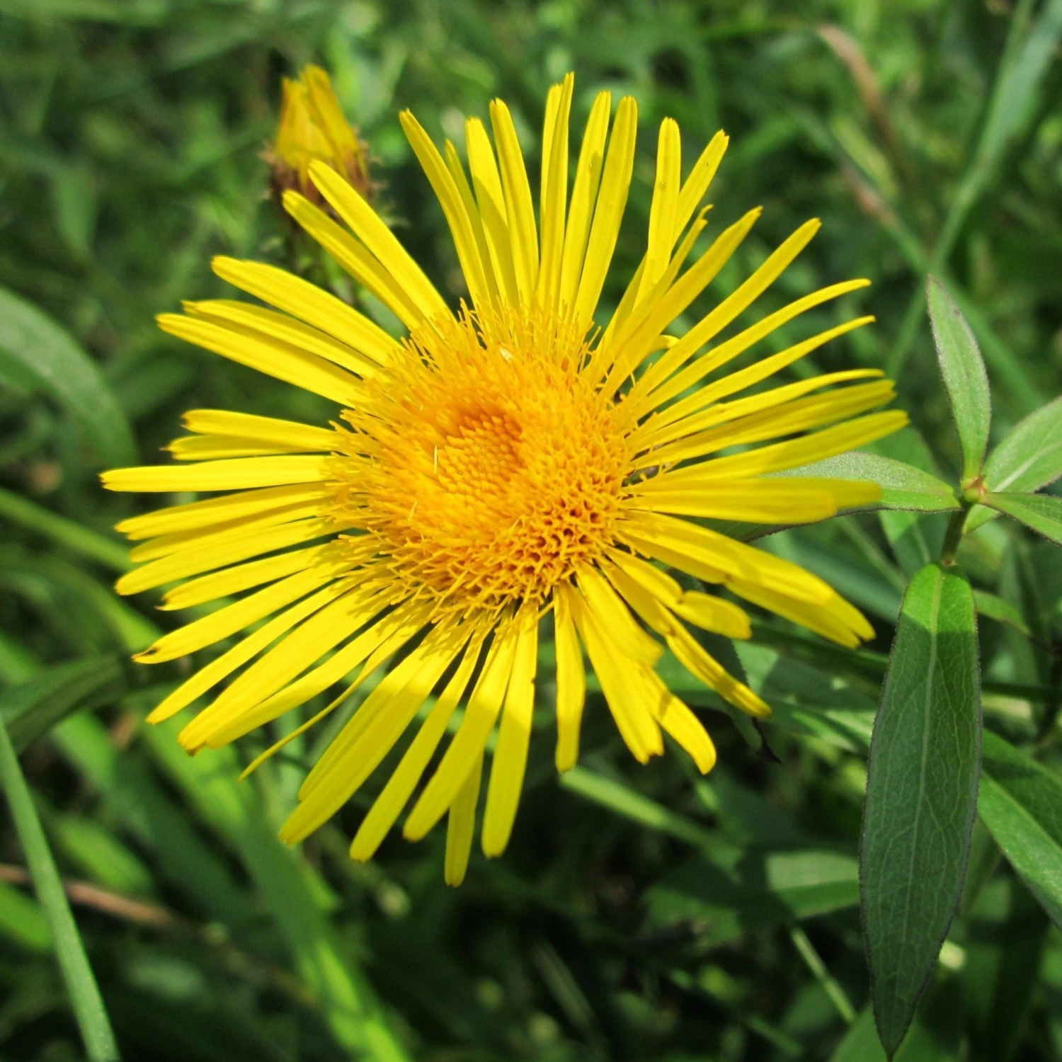 FuturePlanter "Bern Stadt" Wildstauden-Set Alle Pflanzen Im Shop 3 FuturePlanter "Bern Stadt" Wildstauden-Set Alle Pflanzen Im Shop