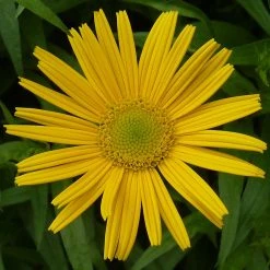 FuturePlanter Weidenblättriges Rindsauge (Buphthalmum Salicifolium) Alle Pflanzen Im Shop