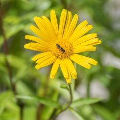 FuturePlanter Weidenblättriges Rindsauge (Buphthalmum Salicifolium) Alle Pflanzen Im Shop