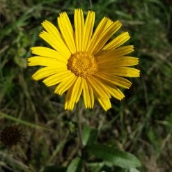 FuturePlanter Weidenblättriges Rindsauge (Buphthalmum Salicifolium) Alle Pflanzen Im Shop