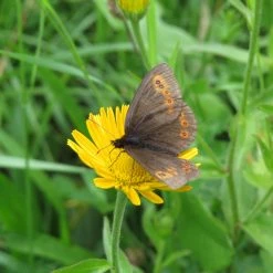 FuturePlanter Weidenblättriges Rindsauge (Buphthalmum Salicifolium) Alle Pflanzen Im Shop