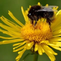 FuturePlanter Weidenblättriger Alant (Inula Salicina)