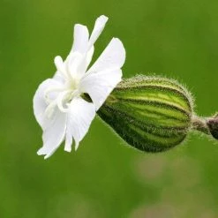 FuturePlanter Weisse Waldnelke (Silene Pratensis)