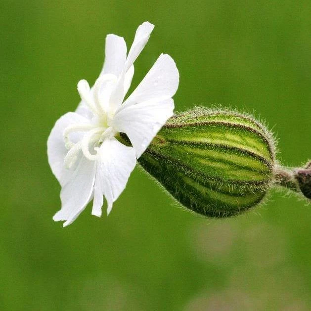 FuturePlanter Weisse Waldnelke (Silene Pratensis) 2 FuturePlanter Weisse Waldnelke (Silene Pratensis)