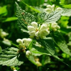 FuturePlanter Weisse Taubnessel (Lamium Album) Alle Pflanzen Im Shop 11 FuturePlanter Weisse Taubnessel (Lamium Album) Alle Pflanzen Im Shop