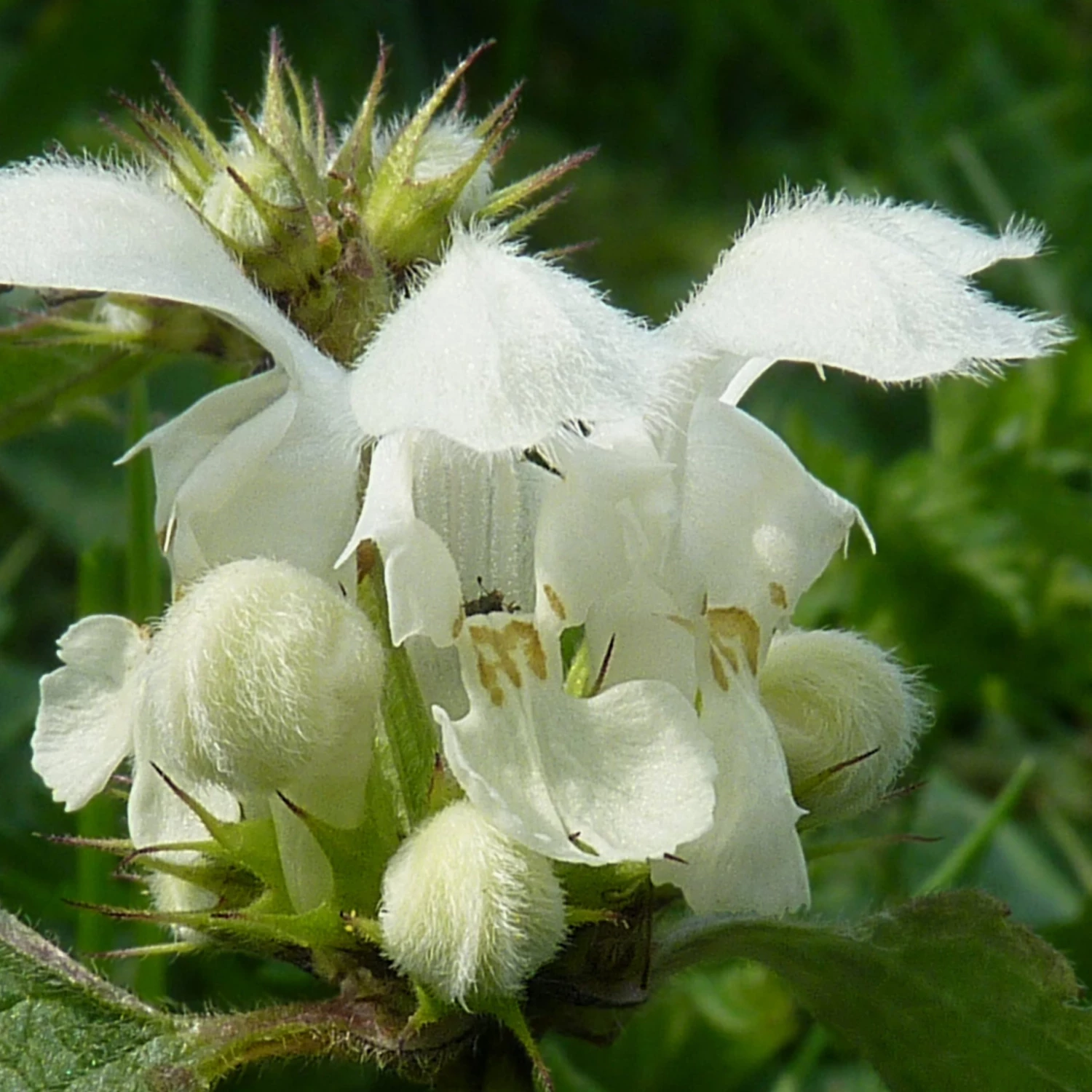 FuturePlanter Weisse Taubnessel (Lamium Album) Alle Pflanzen Im Shop 7 FuturePlanter Weisse Taubnessel (Lamium Album) Alle Pflanzen Im Shop