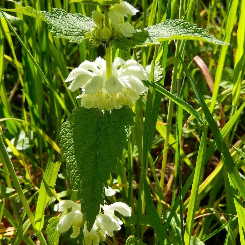 FuturePlanter Weisse Taubnessel (Lamium Album) Alle Pflanzen Im Shop 5 FuturePlanter Weisse Taubnessel (Lamium Album) Alle Pflanzen Im Shop