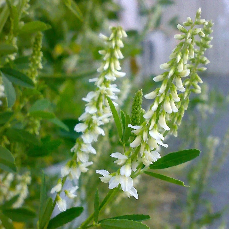 FuturePlanter Weisser Steinklee (Melilotus Albus) 7 FuturePlanter Weisser Steinklee (Melilotus Albus)