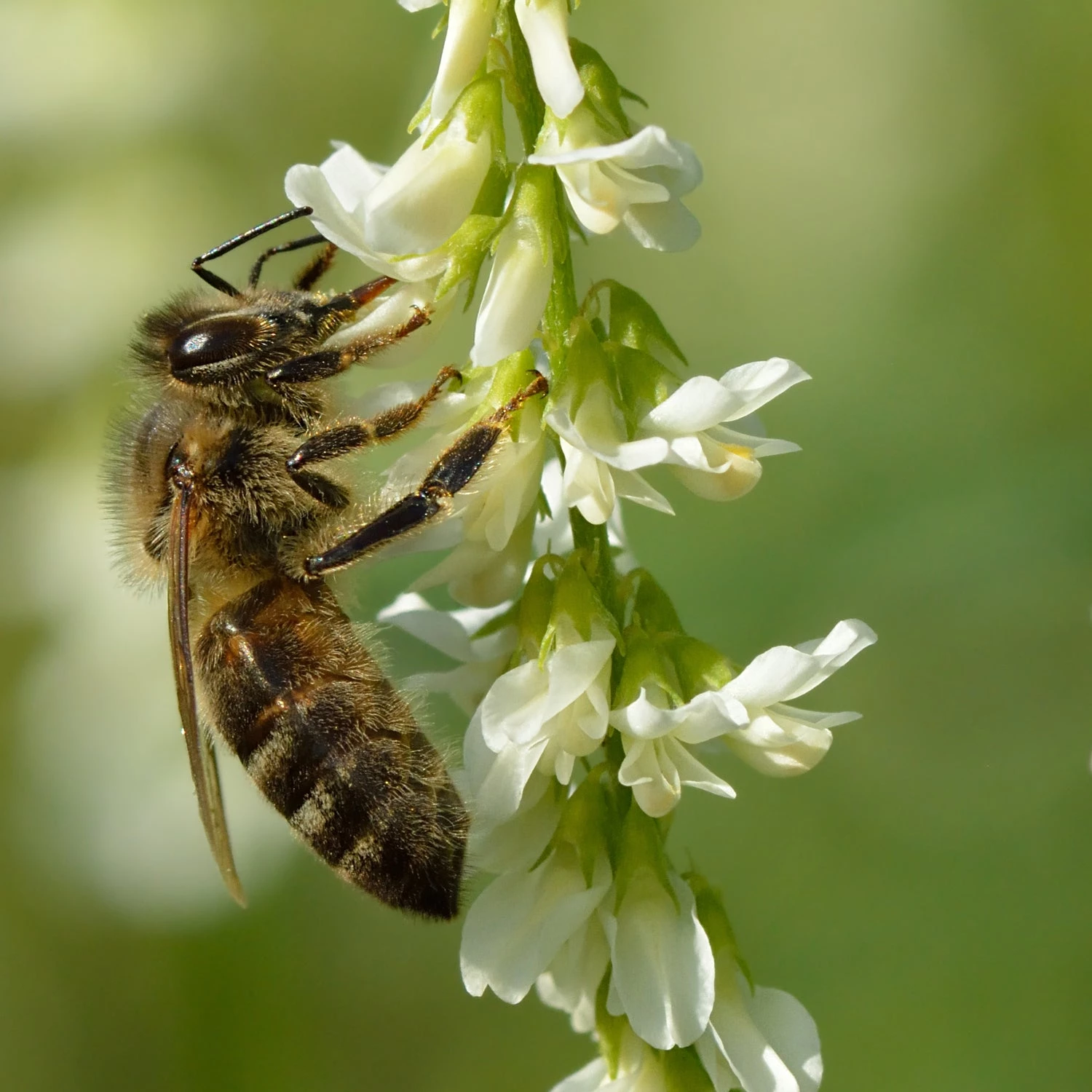 FuturePlanter Weisser Steinklee (Melilotus Albus) 2 FuturePlanter Weisser Steinklee (Melilotus Albus)