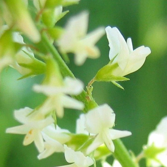 FuturePlanter Weisser Steinklee (Melilotus Albus) 5 FuturePlanter Weisser Steinklee (Melilotus Albus)