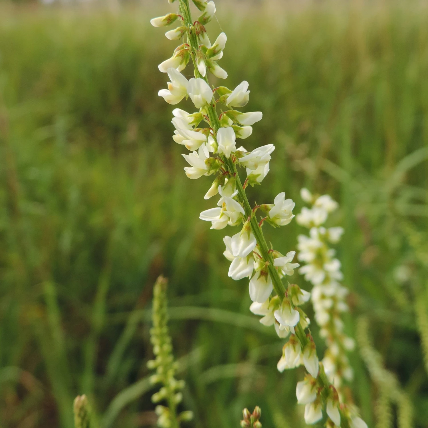 FuturePlanter Weisser Steinklee (Melilotus Albus) 4 FuturePlanter Weisser Steinklee (Melilotus Albus)