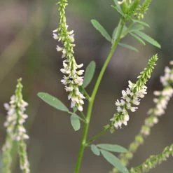 FuturePlanter Weisser Steinklee (Melilotus Albus) 13 FuturePlanter Weisser Steinklee (Melilotus Albus)