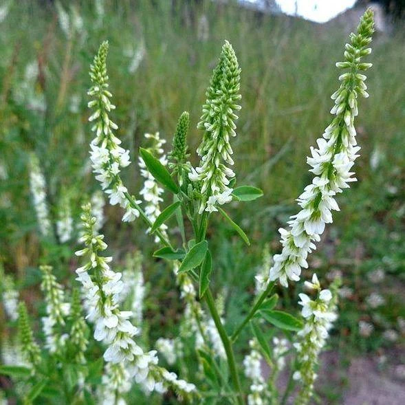 FuturePlanter Weisser Steinklee (Melilotus Albus) 3 FuturePlanter Weisser Steinklee (Melilotus Albus)