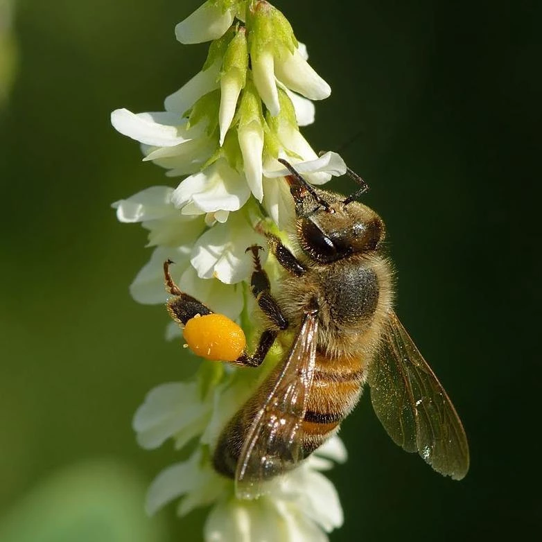 FuturePlanter Weisser Steinklee (Melilotus Albus) 1 FuturePlanter Weisser Steinklee (Melilotus Albus)