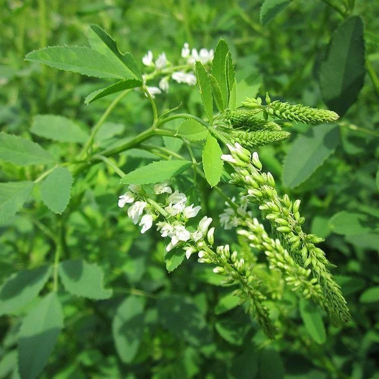 FuturePlanter Weisser Steinklee (Melilotus Albus) 8 FuturePlanter Weisser Steinklee (Melilotus Albus)