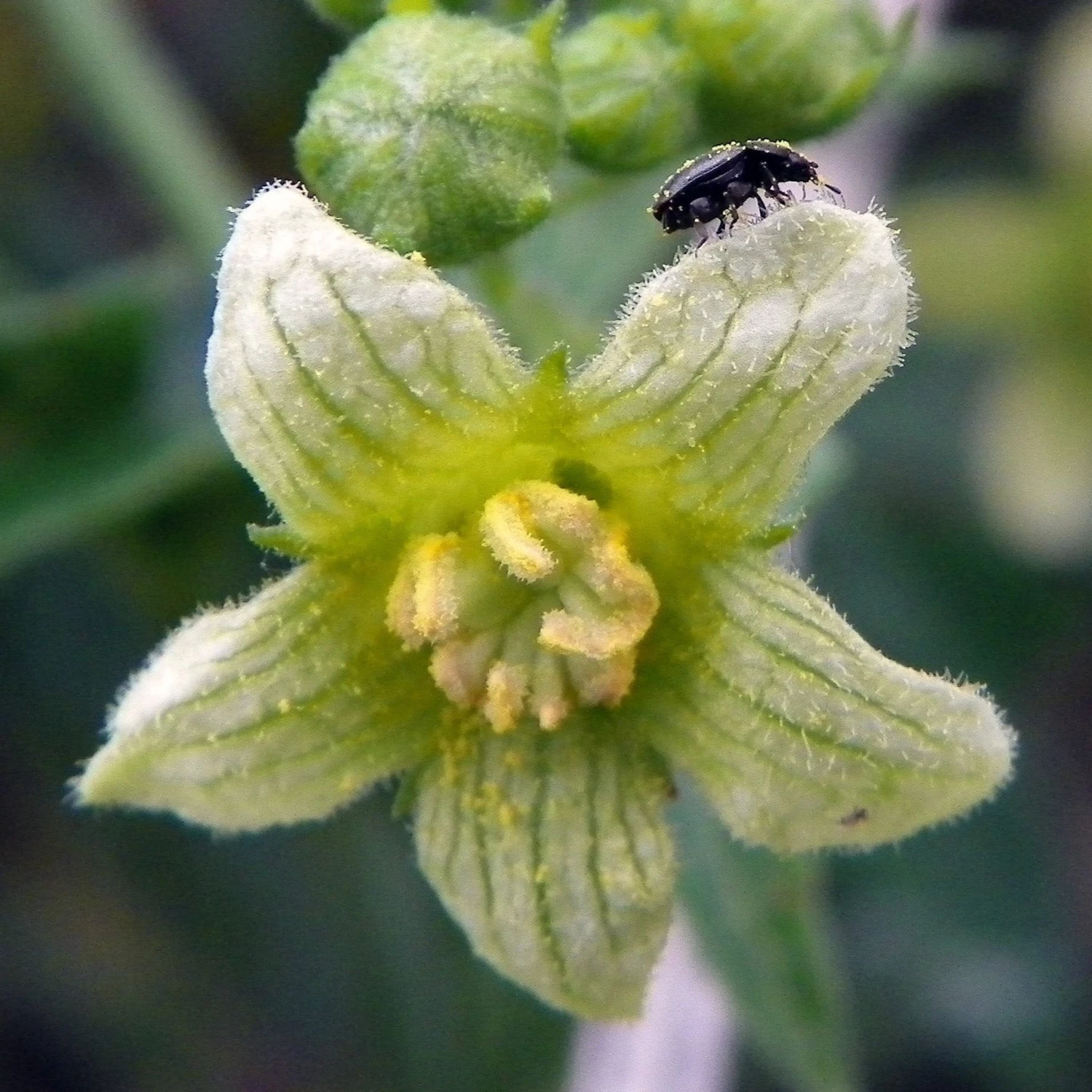 FuturePlanter Zweihäusige Zaunrübe (Bryonia Dioica) Alle Pflanzen Im Shop 1 FuturePlanter Zweihäusige Zaunrübe (Bryonia Dioica) Alle Pflanzen Im Shop