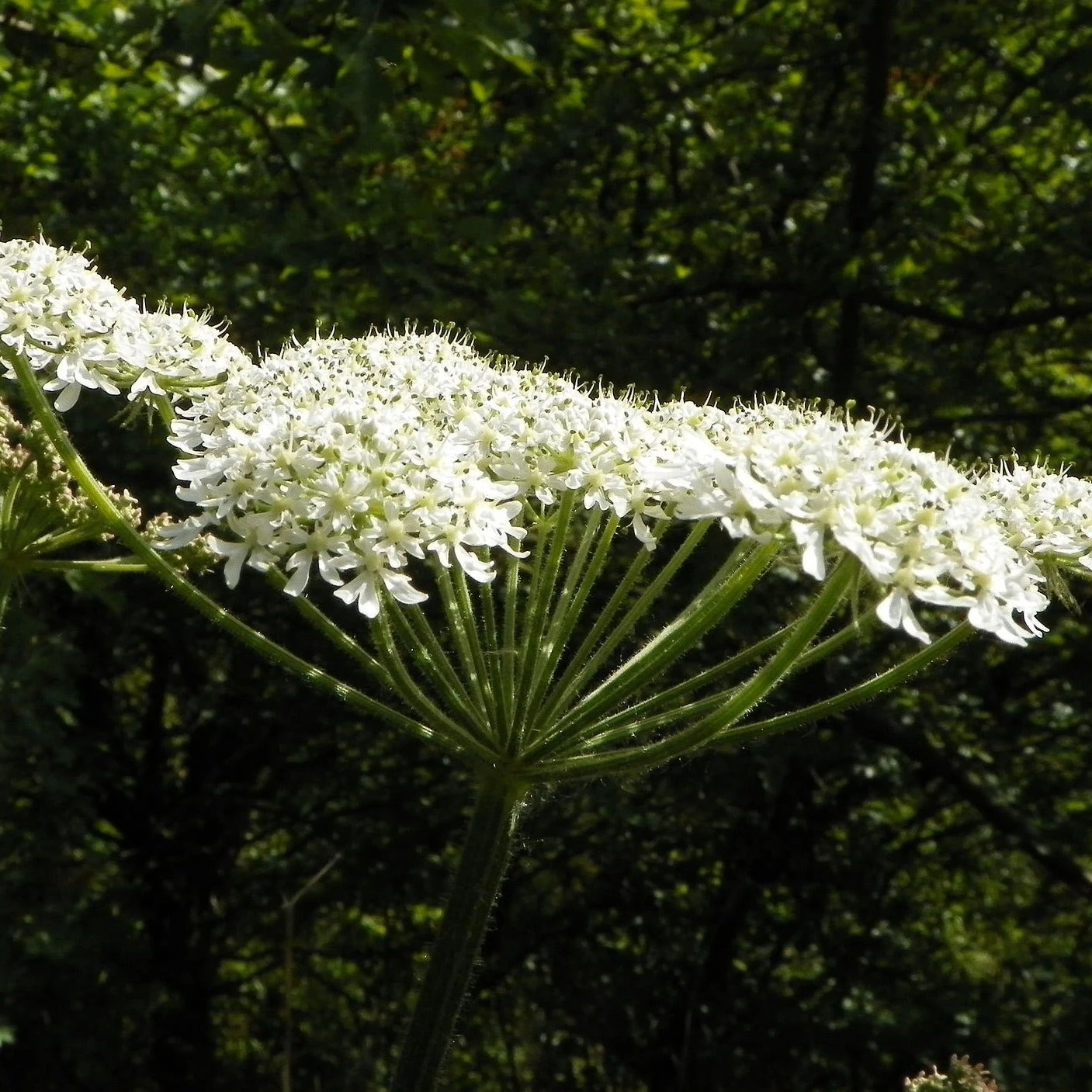 FuturePlanter Wiesen-Bärenklau (Heracleum Sphondylium) Alle Pflanzen Im Shop 3 FuturePlanter Wiesen-Bärenklau (Heracleum Sphondylium) Alle Pflanzen Im Shop