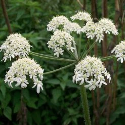 FuturePlanter Wiesen-Bärenklau (Heracleum Sphondylium) Alle Pflanzen Im Shop 15 FuturePlanter Wiesen-Bärenklau (Heracleum Sphondylium) Alle Pflanzen Im Shop