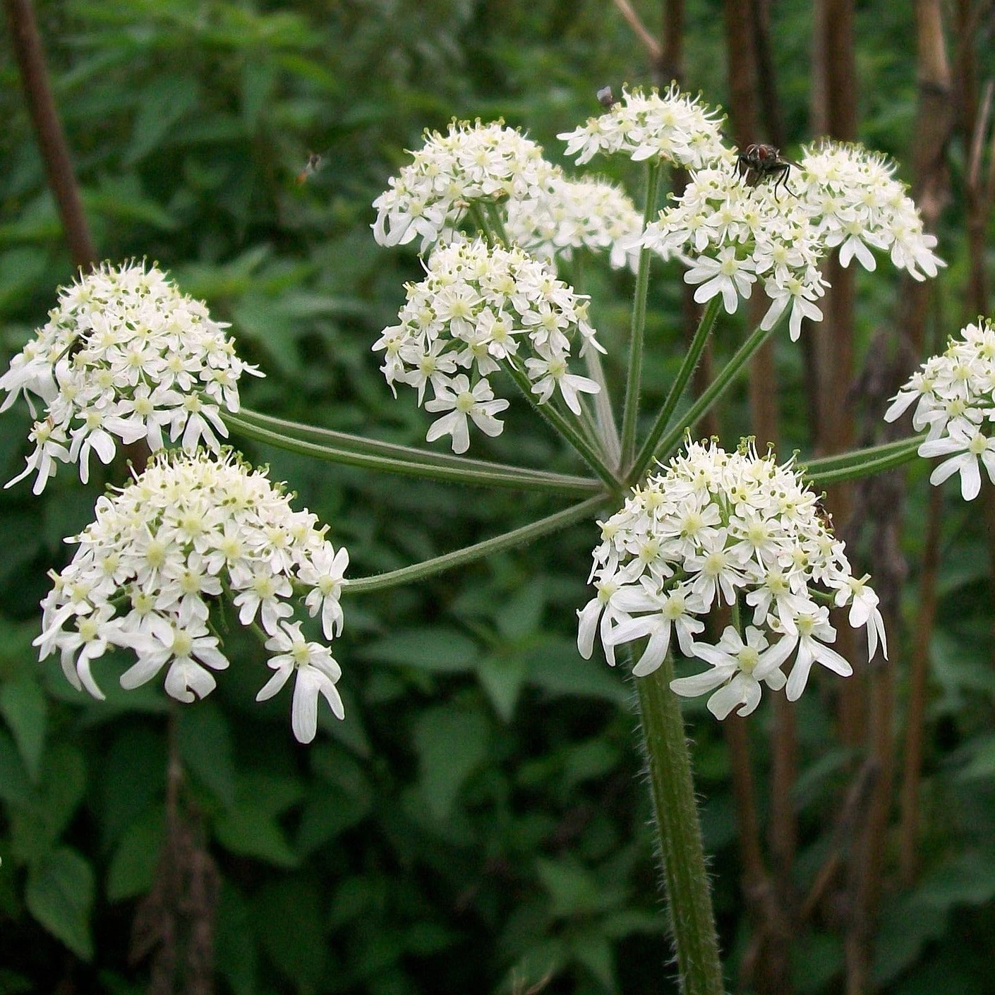 FuturePlanter Wiesen-Bärenklau (Heracleum Sphondylium) Alle Pflanzen Im Shop 8 FuturePlanter Wiesen-Bärenklau (Heracleum Sphondylium) Alle Pflanzen Im Shop