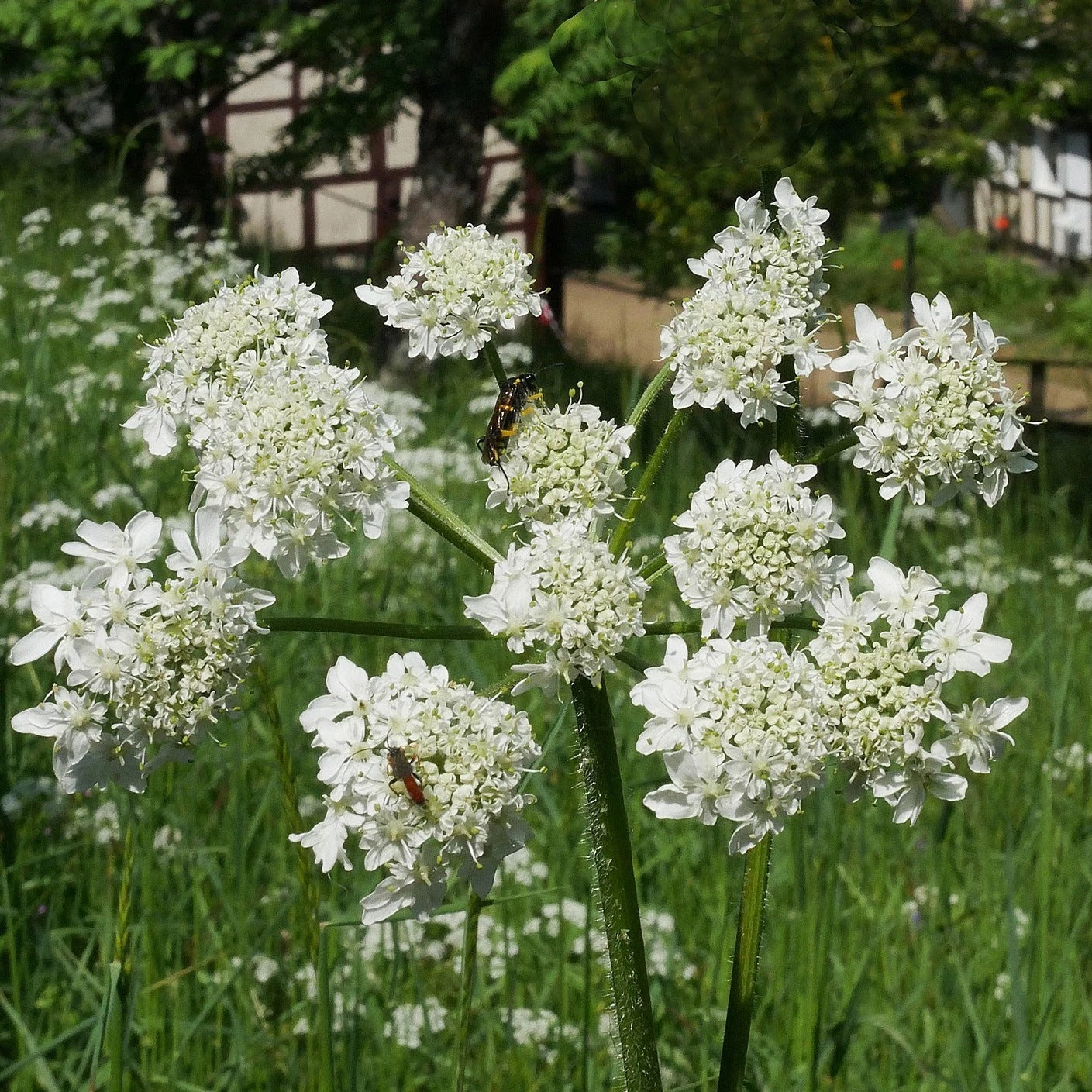 FuturePlanter Wiesen-Bärenklau (Heracleum Sphondylium) Alle Pflanzen Im Shop 4 FuturePlanter Wiesen-Bärenklau (Heracleum Sphondylium) Alle Pflanzen Im Shop