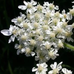FuturePlanter Wiesen-Bärenklau (Heracleum Sphondylium) Alle Pflanzen Im Shop