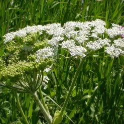 FuturePlanter Wiesen-Bärenklau (Heracleum Sphondylium) Alle Pflanzen Im Shop 12 FuturePlanter Wiesen-Bärenklau (Heracleum Sphondylium) Alle Pflanzen Im Shop