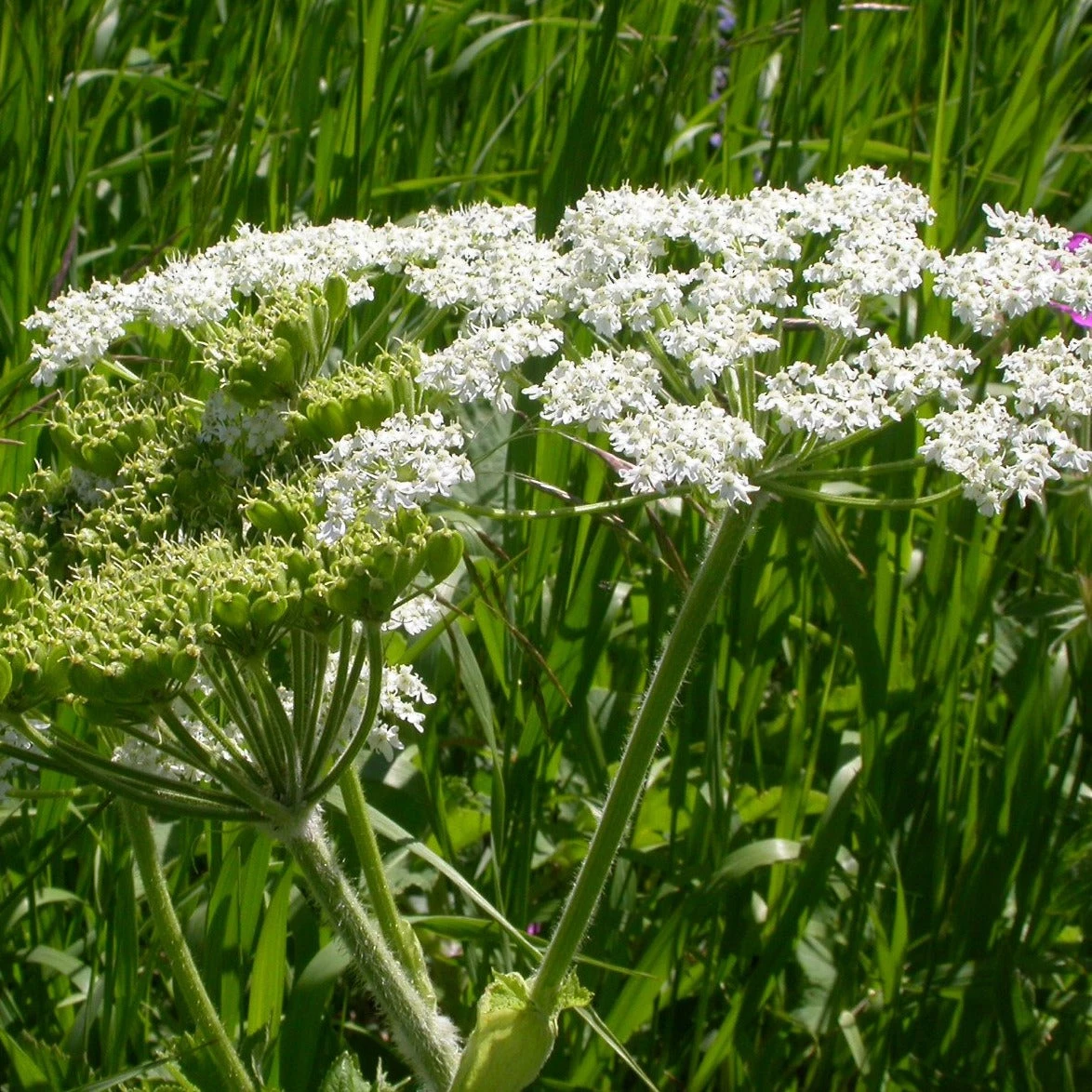 FuturePlanter Wiesen-Bärenklau (Heracleum Sphondylium) Alle Pflanzen Im Shop 5 FuturePlanter Wiesen-Bärenklau (Heracleum Sphondylium) Alle Pflanzen Im Shop