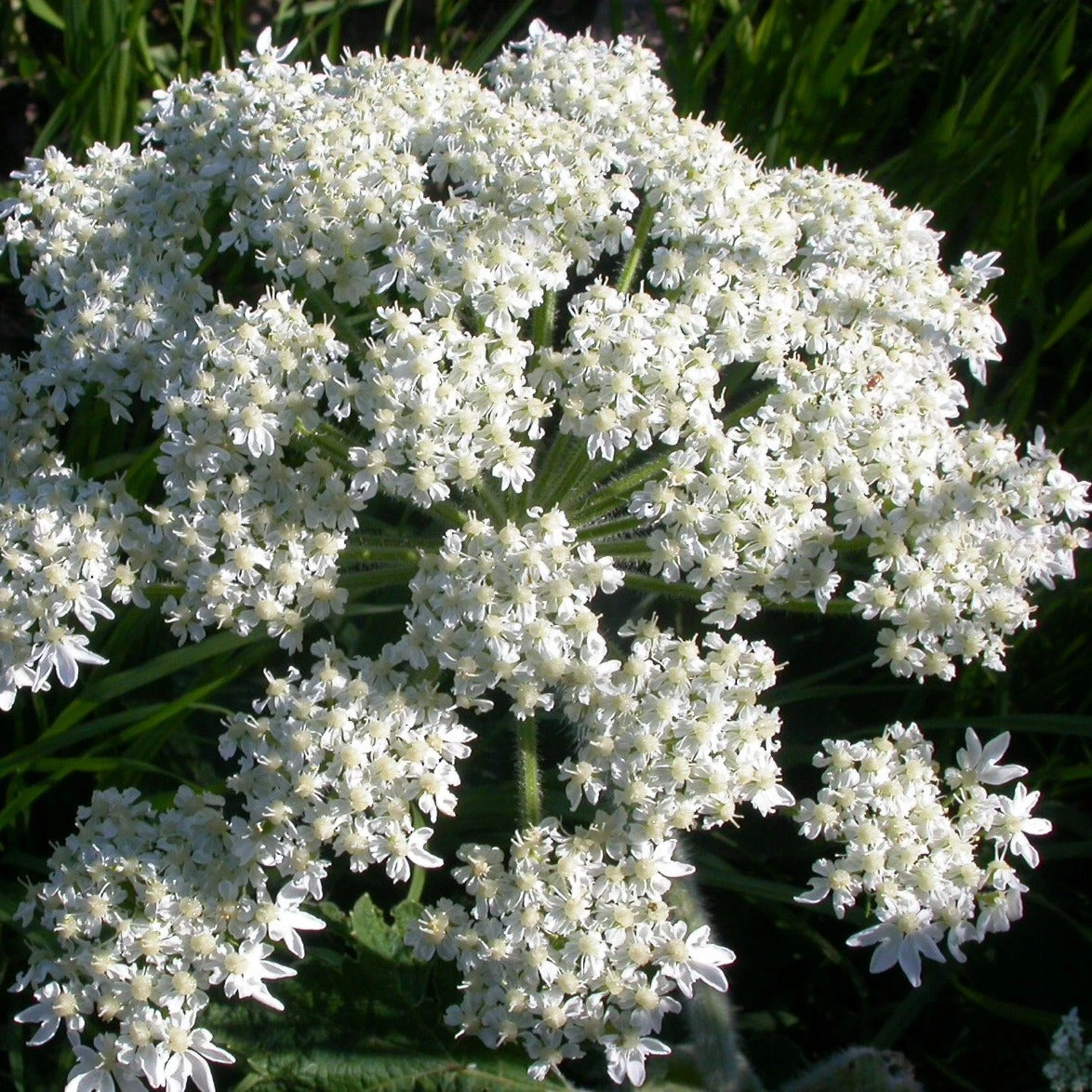 FuturePlanter Wiesen-Bärenklau (Heracleum Sphondylium) Alle Pflanzen Im Shop 1 FuturePlanter Wiesen-Bärenklau (Heracleum Sphondylium) Alle Pflanzen Im Shop