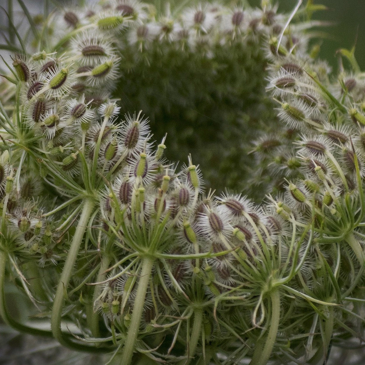FuturePlanter Wiesen-Bärenklau (Heracleum Sphondylium) Alle Pflanzen Im Shop 6 FuturePlanter Wiesen-Bärenklau (Heracleum Sphondylium) Alle Pflanzen Im Shop