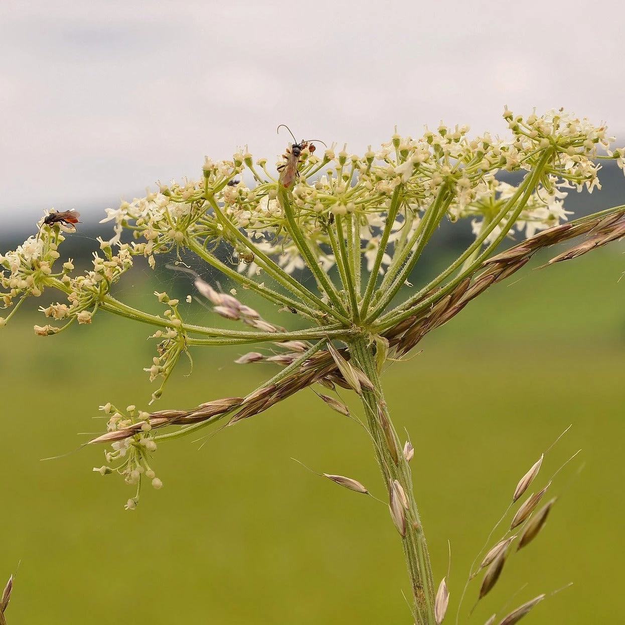FuturePlanter Wiesen-Bärenklau (Heracleum Sphondylium) Alle Pflanzen Im Shop 7 FuturePlanter Wiesen-Bärenklau (Heracleum Sphondylium) Alle Pflanzen Im Shop