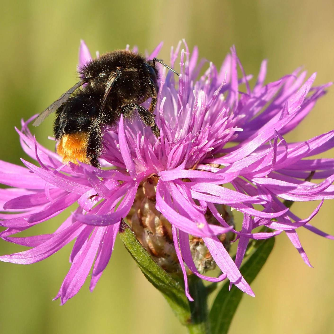 FuturePlanter Alle Pflanzen Im Shop Wiesen-Flockenblume (Centaurea Jacea) 6 FuturePlanter Alle Pflanzen Im Shop Wiesen-Flockenblume (Centaurea Jacea)