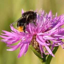 FuturePlanter "St. Gallen" Wildstauden-Set