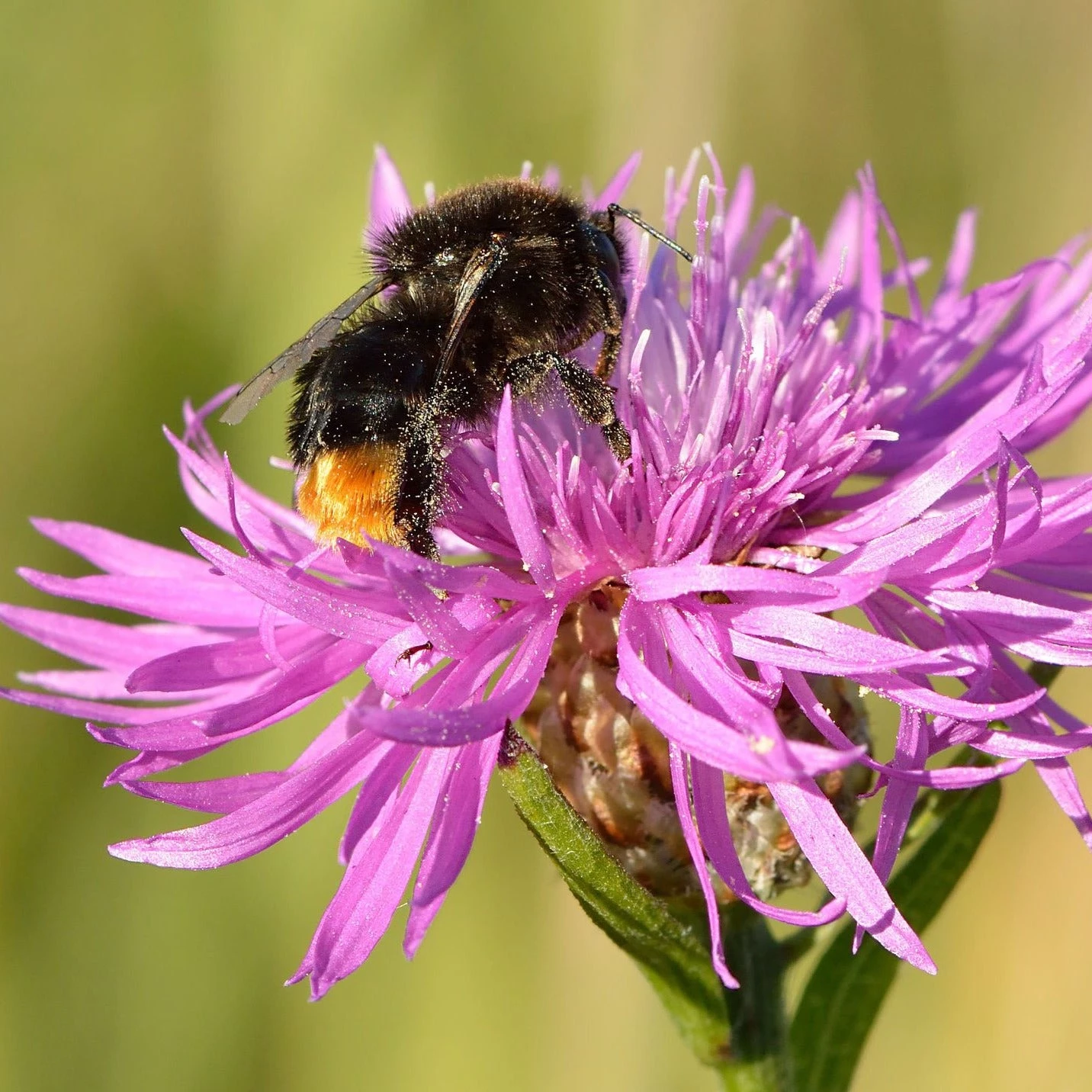 FuturePlanter "St. Gallen" Wildstauden-Set 2 FuturePlanter "St. Gallen" Wildstauden-Set