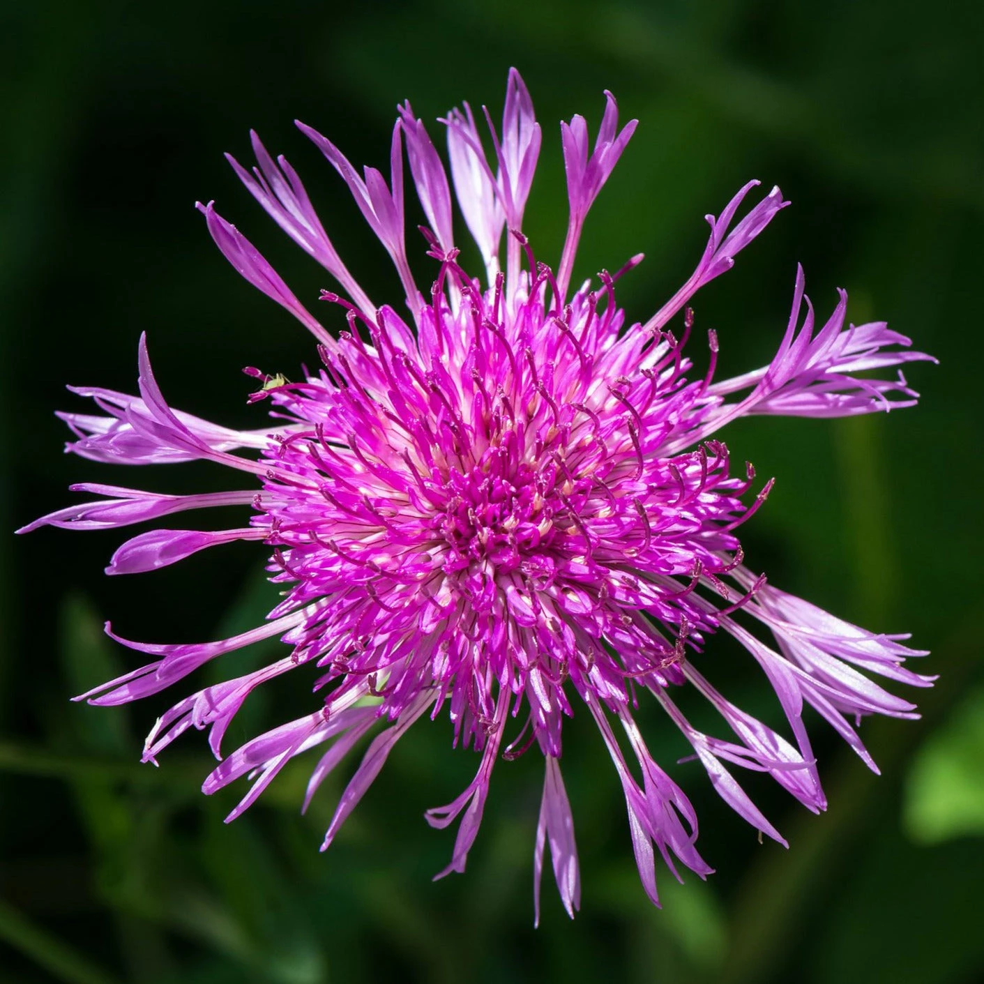 FuturePlanter Alle Pflanzen Im Shop Wiesen-Flockenblume (Centaurea Jacea) 8 FuturePlanter Alle Pflanzen Im Shop Wiesen-Flockenblume (Centaurea Jacea)