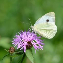 FuturePlanter Alle Pflanzen Im Shop Wiesen-Flockenblume (Centaurea Jacea)