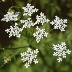 FuturePlanter Alle Pflanzen Im Shop Wiesen-Kerbel (Anthriscus Sylvestris) 11 FuturePlanter Alle Pflanzen Im Shop Wiesen-Kerbel (Anthriscus Sylvestris)