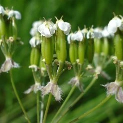 FuturePlanter Alle Pflanzen Im Shop Wiesen-Kerbel (Anthriscus Sylvestris) 12 FuturePlanter Alle Pflanzen Im Shop Wiesen-Kerbel (Anthriscus Sylvestris)
